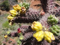 tropical cactus
