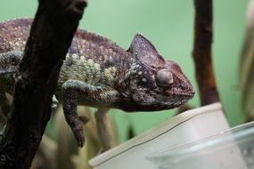 funny lizard