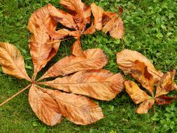 dry tree leaves on the grass
