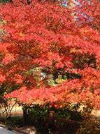 Autumn Leaves Maple Tree