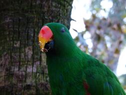 green parrot with colored beak