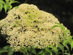 white plants