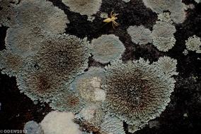wet moss on rock