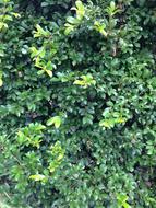 green spring bushes