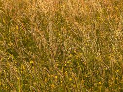 herb field