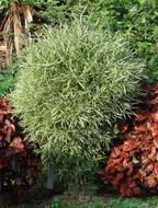 garden deciduous bush
