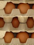 egg carton