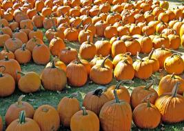 autumn haloween vegetables