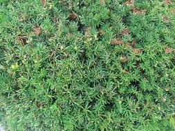 background with green plants
