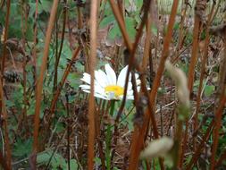 white chamomile in grass