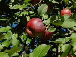 ripe juicy apples