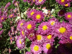 pink blooming fragrant flowers