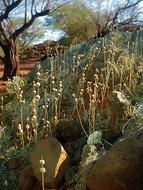 dry grass on rocks