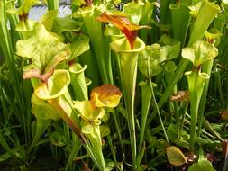 Carnivorous Plants Insectivorous in the garden
