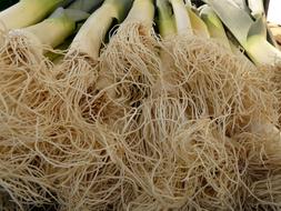 Fresh leek roots