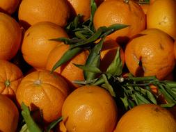 Ripe sweet oranges