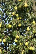 ripe sweet pears