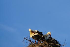Stork Nest blue sky