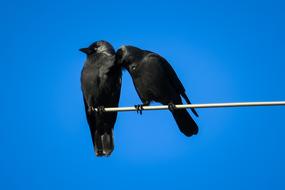Jackdaws Couple blue sky