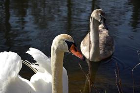 Swans Mother Young