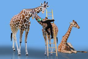 Animals Giraffe Care bunner drawing