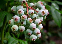 green Bilberry as a American Fruit