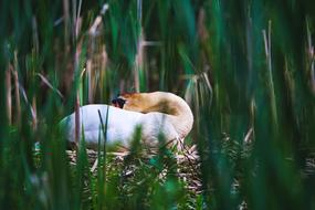 nesting swan in the thickets