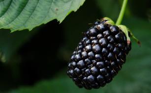 big Blackberry Berries