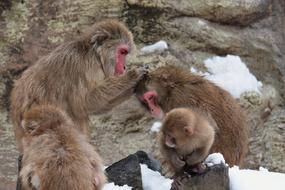 cute Animal Saruyama Monkey