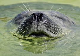 Seal Aquarium Water face