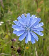 blue Chicory Wildflower