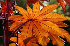 Castor Oil Plant orange