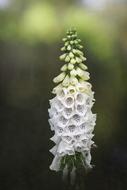 white Foxglove Flower