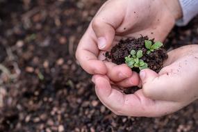 Seed ChildrenS Hands