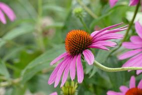 Flower Coneflower
