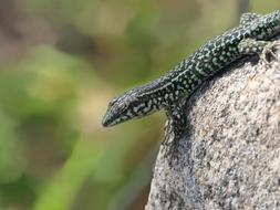 Lizard Green Rock stone