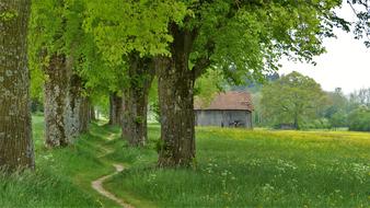 linden trees in countryside