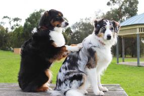 Massage Dogs