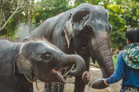 Thailand Elephants