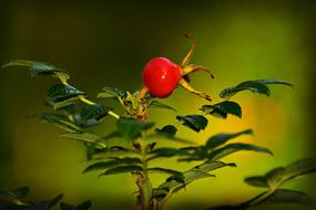 rose hip fruit in sun light