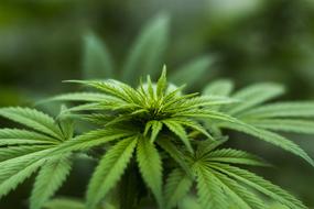 Herb Hemp Plant green