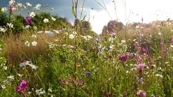 delightful Wild Flowers