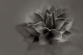 succulent Plant, Black And White