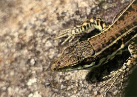 reptile on a rock in Corsica