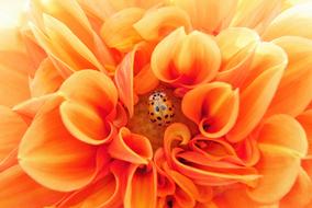 orange ladybug on an orange dahlia