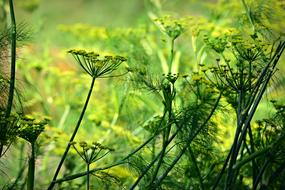 Aniseed Flower