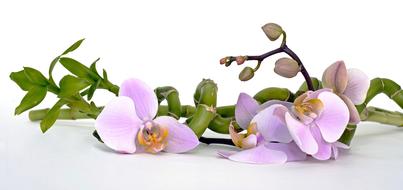 Orchid Flower and Bamboo Luck