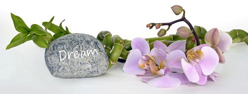 Orchid Flower Bamboo Luck and stone dream as a still life