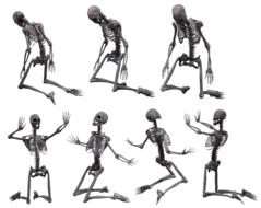 skeleton skull bones anatomy set