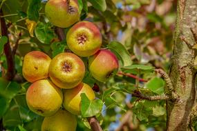 red-green apples on a branch in the sun